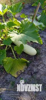 Дом 64м&sup2;, 2-этажный, участок 14 сот.  