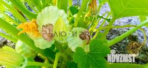 Дом 64м&sup2;, 2-этажный, участок 14 сот.  